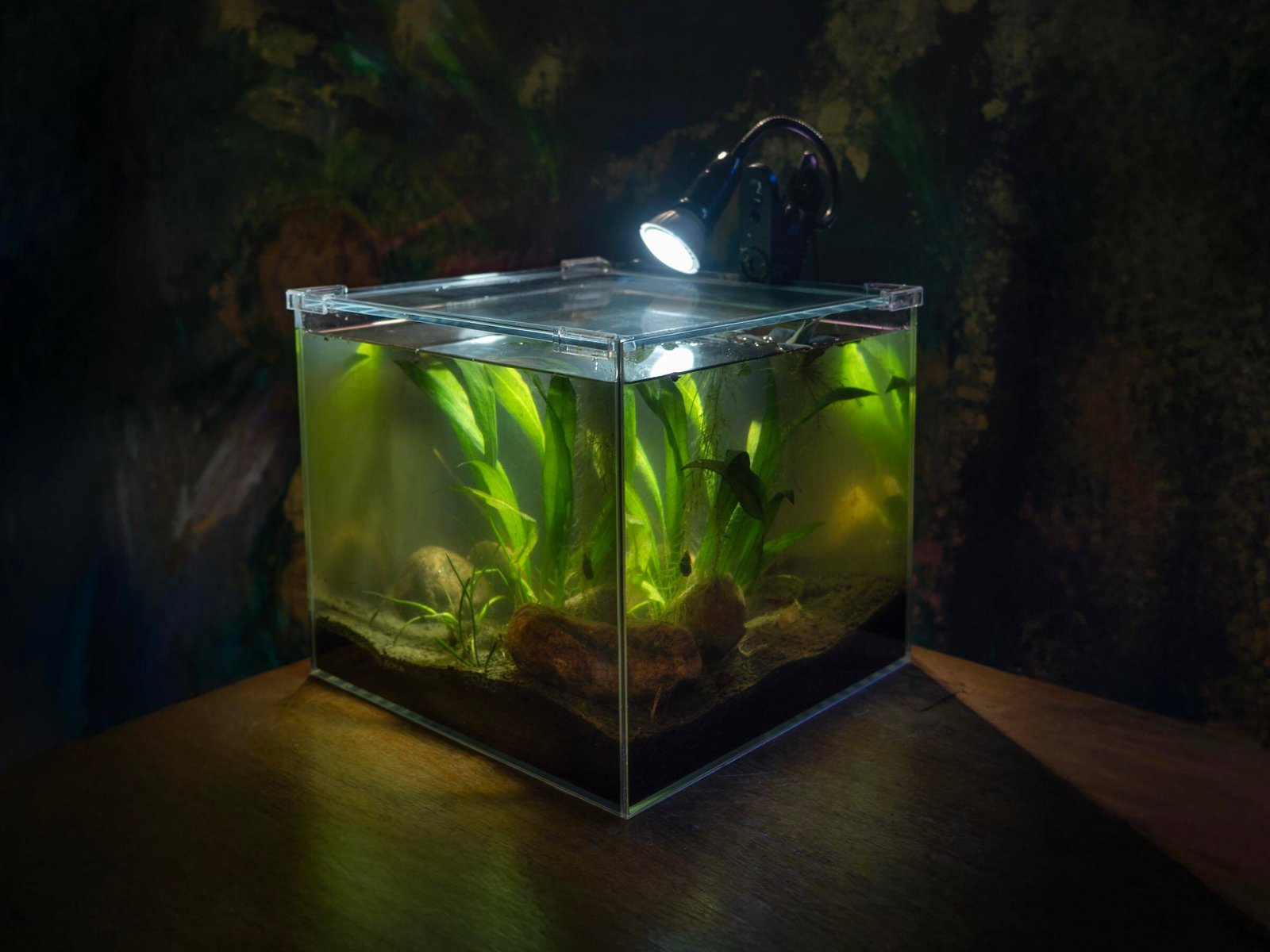 AddOne akvariesett m/ diamantglass - Bilde 4
