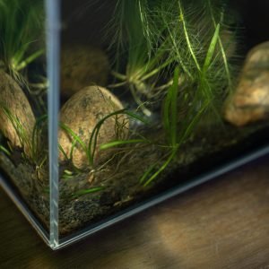 ZooRud akvariesett m/ OptiWhite glass - Bilde 2