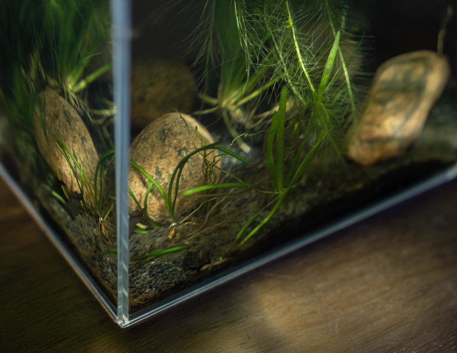 ZooRud akvariesett m/ OptiWhite glass - Bilde 2