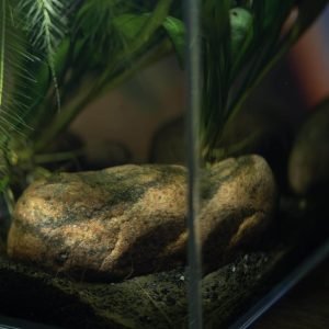 ZooRud akvariesett m/ OptiWhite glass - Bilde 3