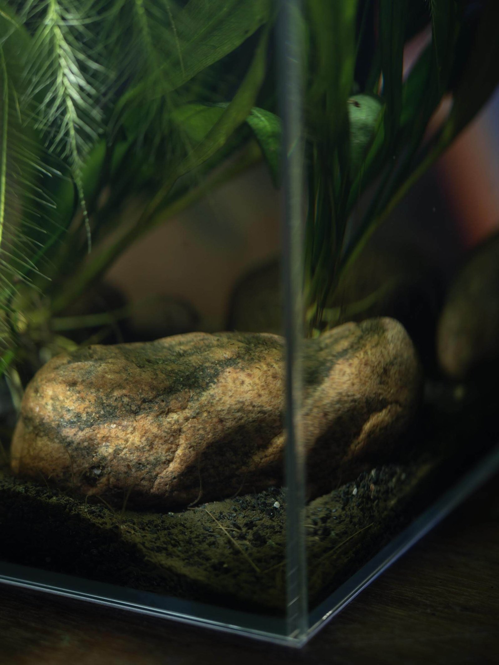 ZooRud akvariesett m/ OptiWhite glass - Bilde 3